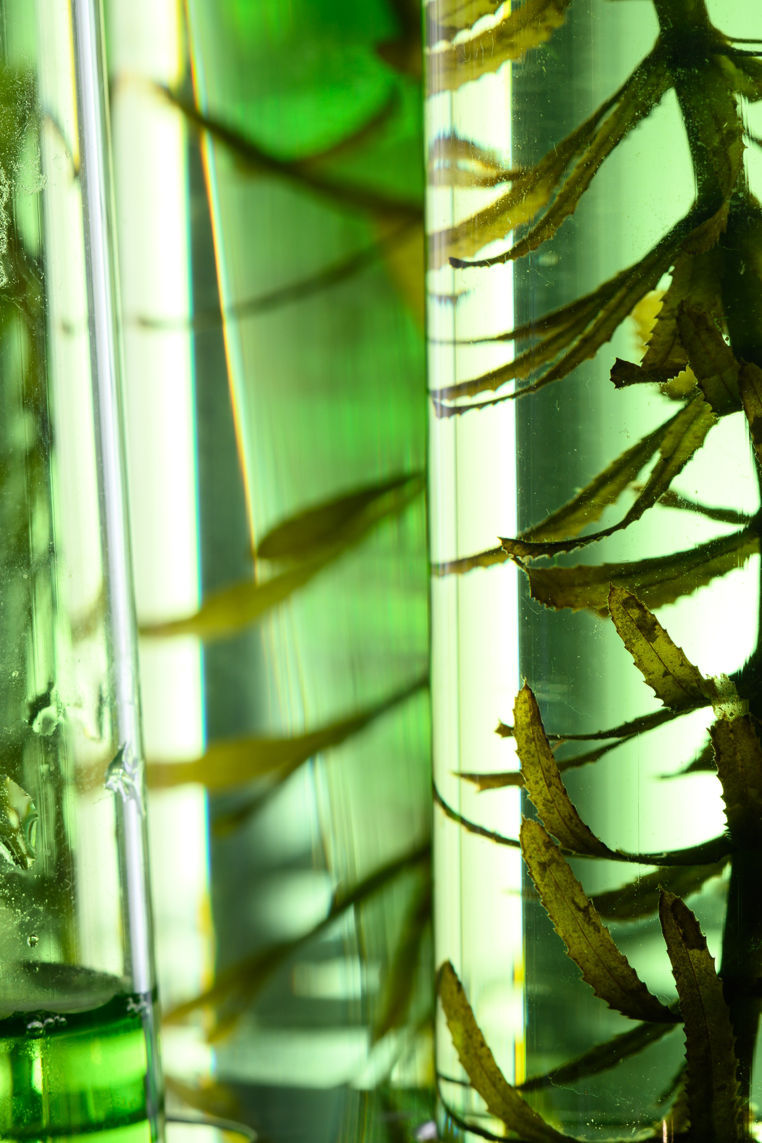 Probówki laboratoryjne z algami, symbolizujące badania i innowacje (B+R+I) marki KV-1 nad certyfikowanymi przez UE aktywnymi składnikami do nowoczesnych zabiegów na włosy.